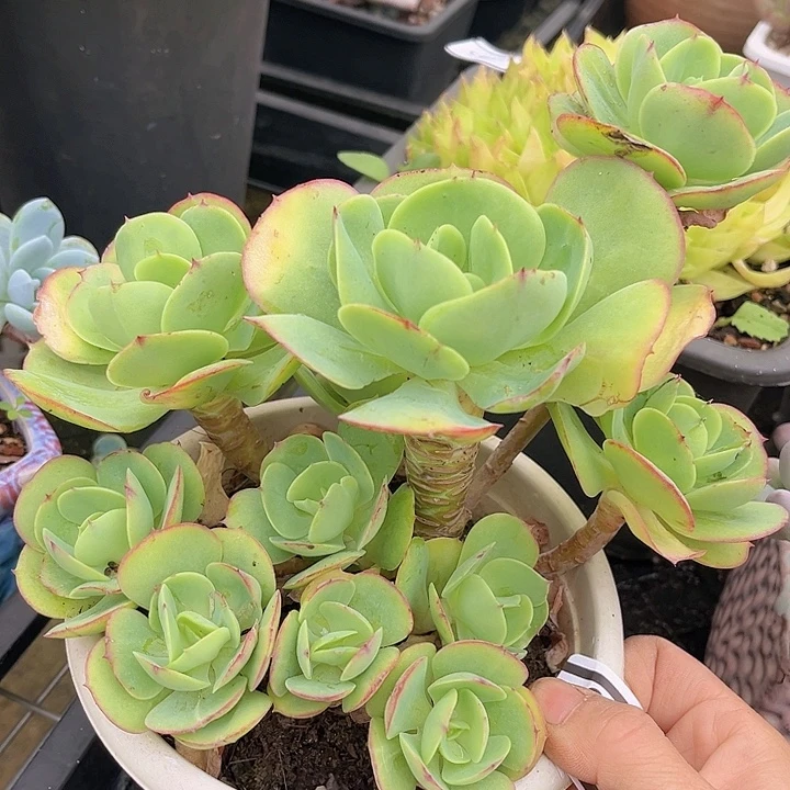 碧桃2636多肉植物