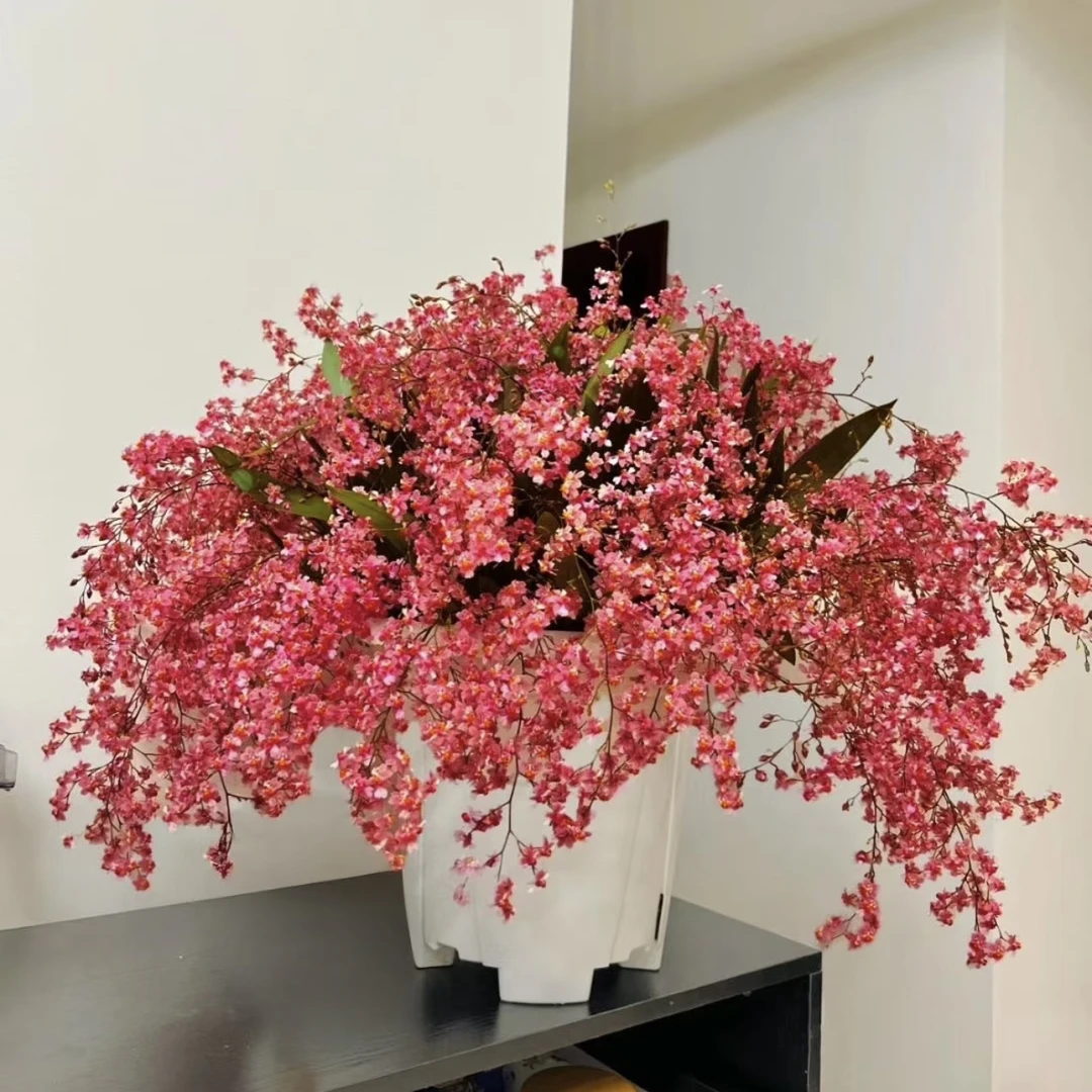 【满堂红】红色梦香兰（特A级）清香花卉多年生室内阳台易养