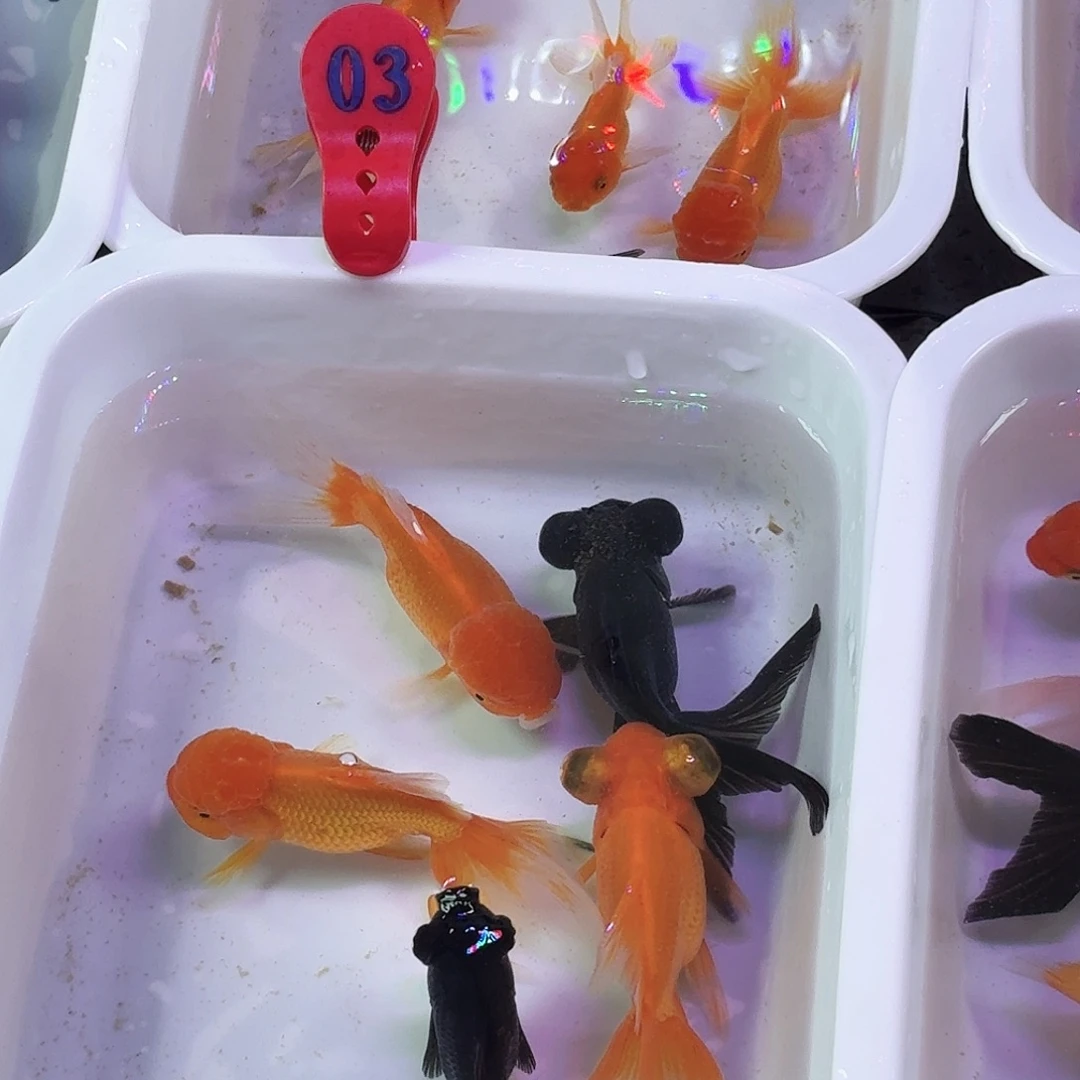 3号5条鱼鱼鱼鱼鱼鱼鱼