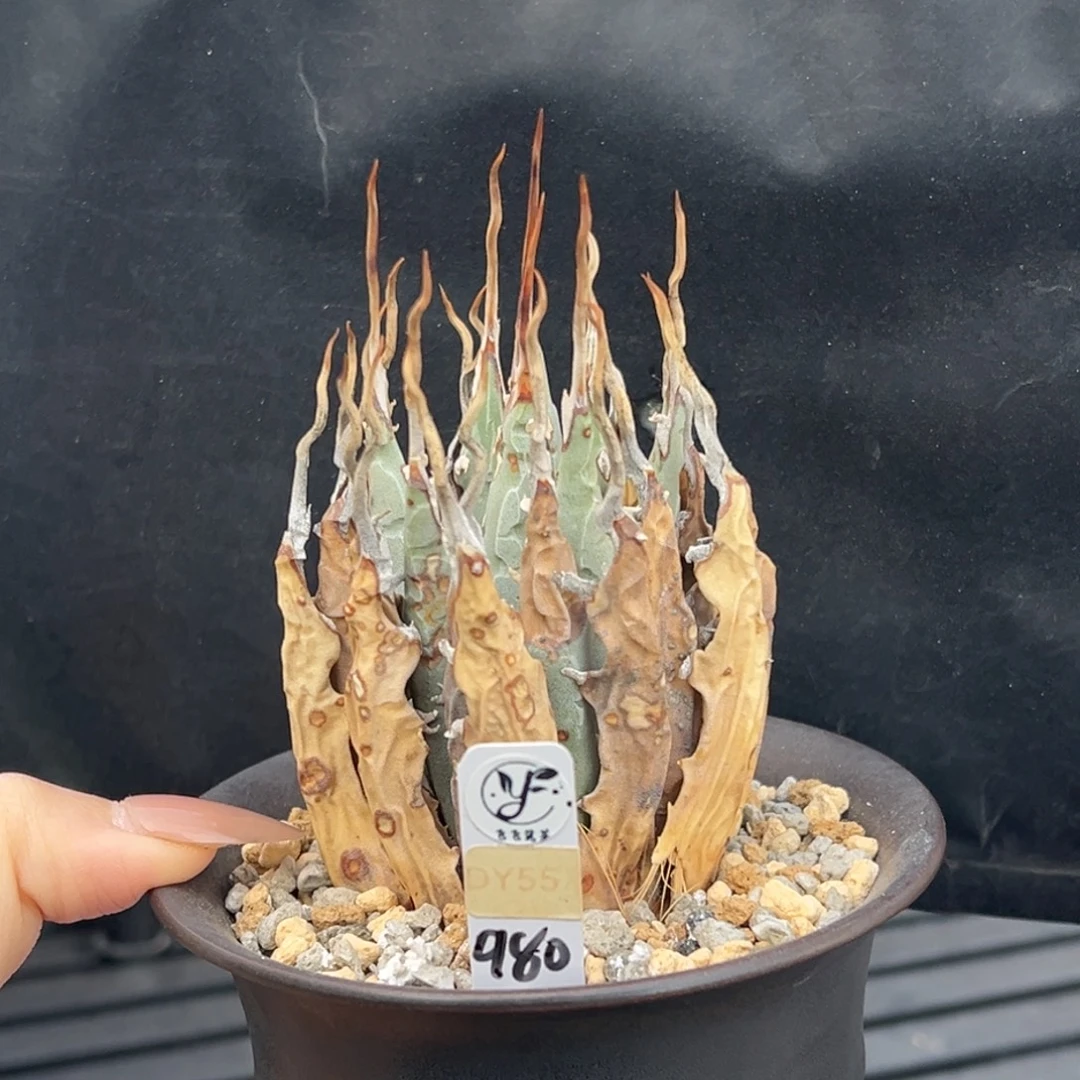 无花朵妖炎熟桩带盆 8折价 小精品