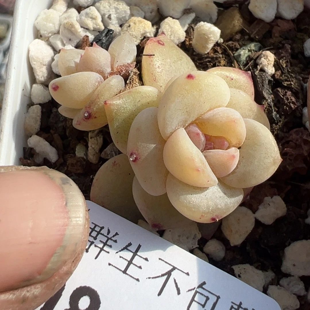 小卡拉米糖心一物一拍8-131