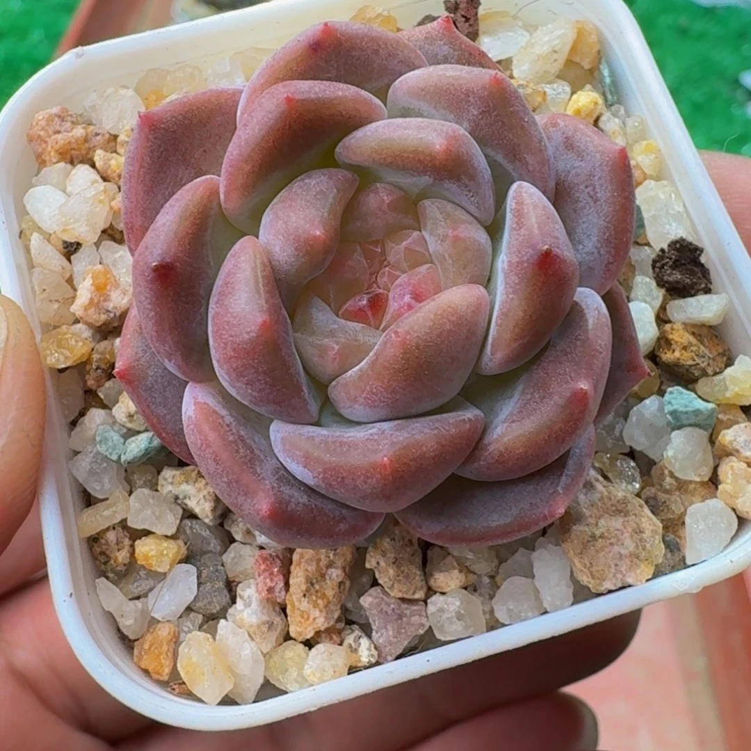 0043多肉糖心。脱土发货