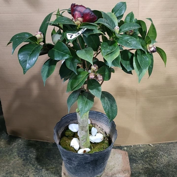 732墨川，白虎，原盆原土发货