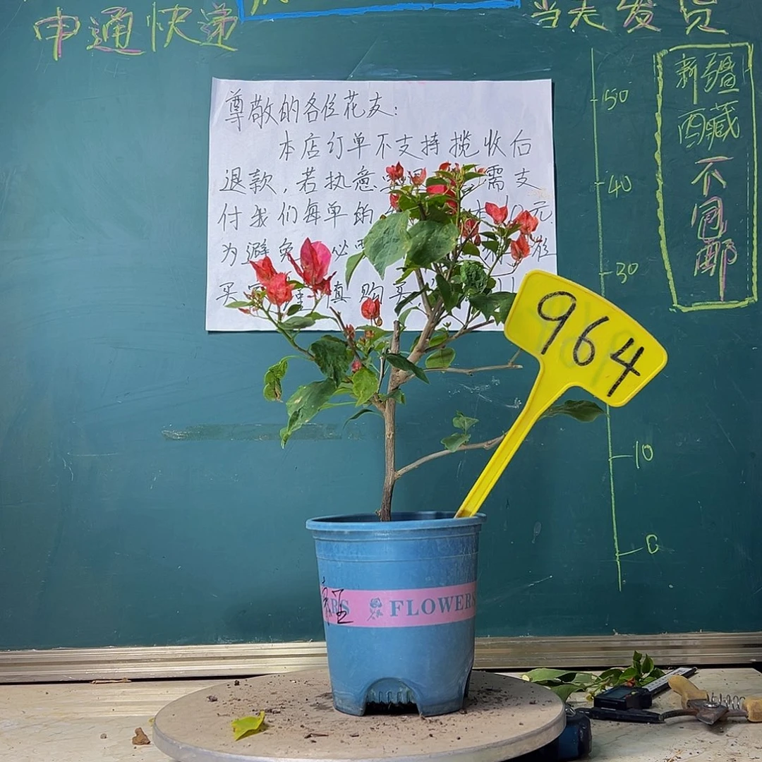 当前无花栽培后可以开花索菲亚964