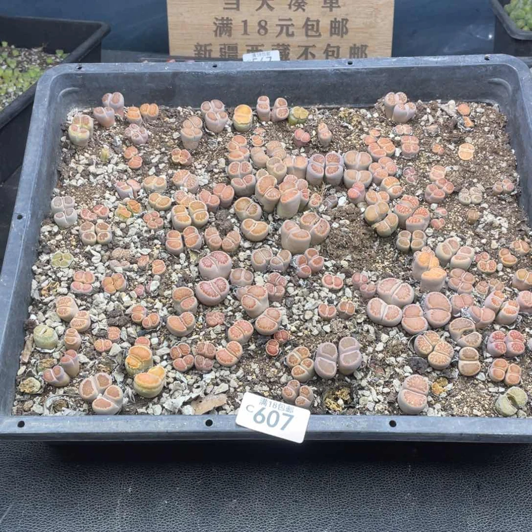 红陶00000000000607