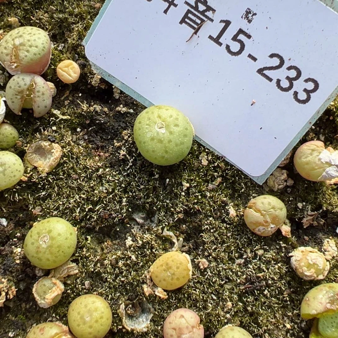 15-233量拍酒杯肉锥一颗