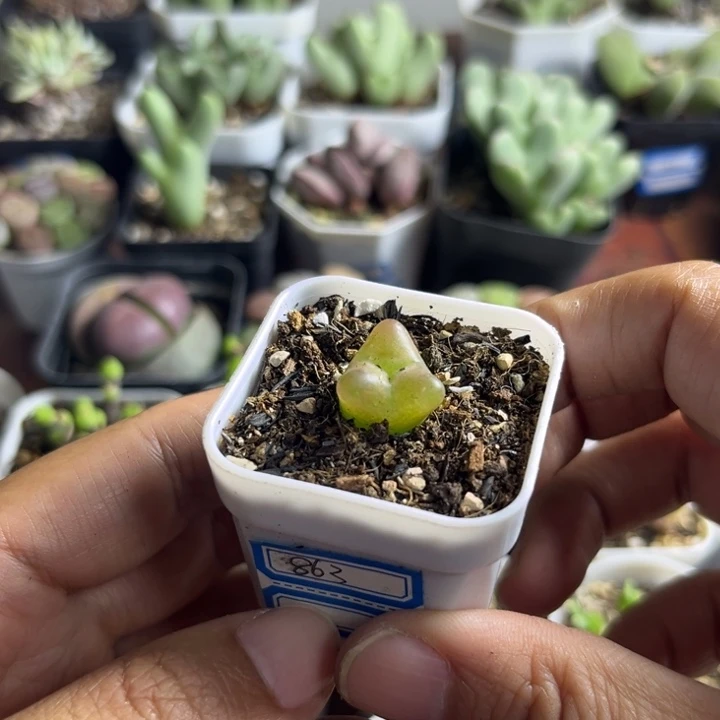 863 毛汉尼奔多肉植物