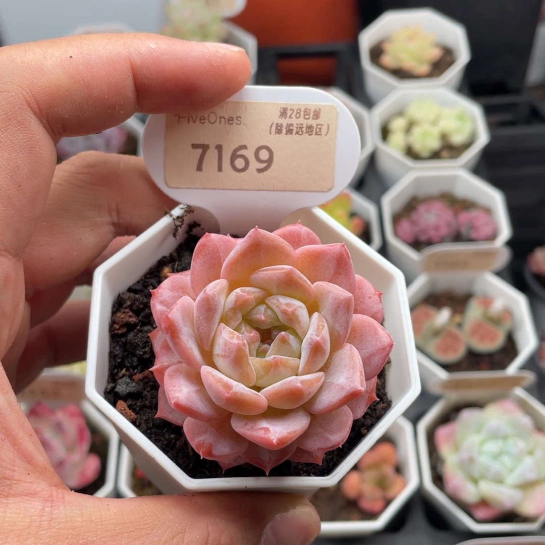 粉魄7169-5.0厘米