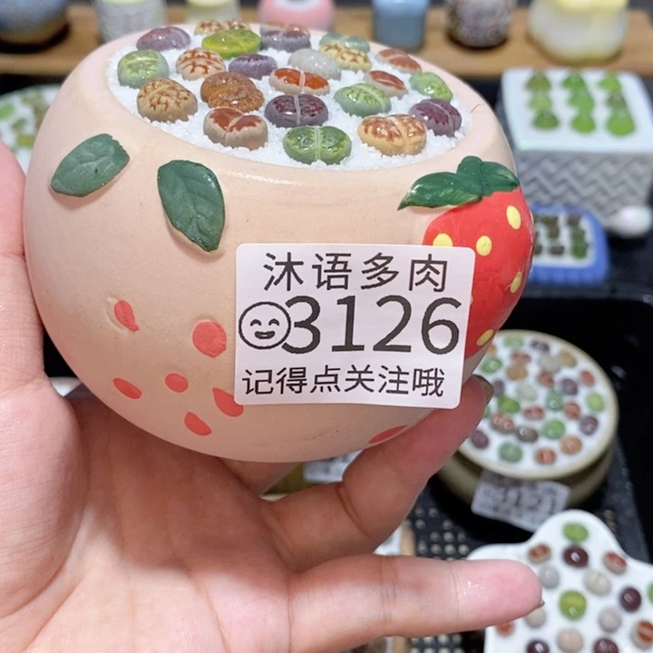 精美盆栽 一物一拍 3126
