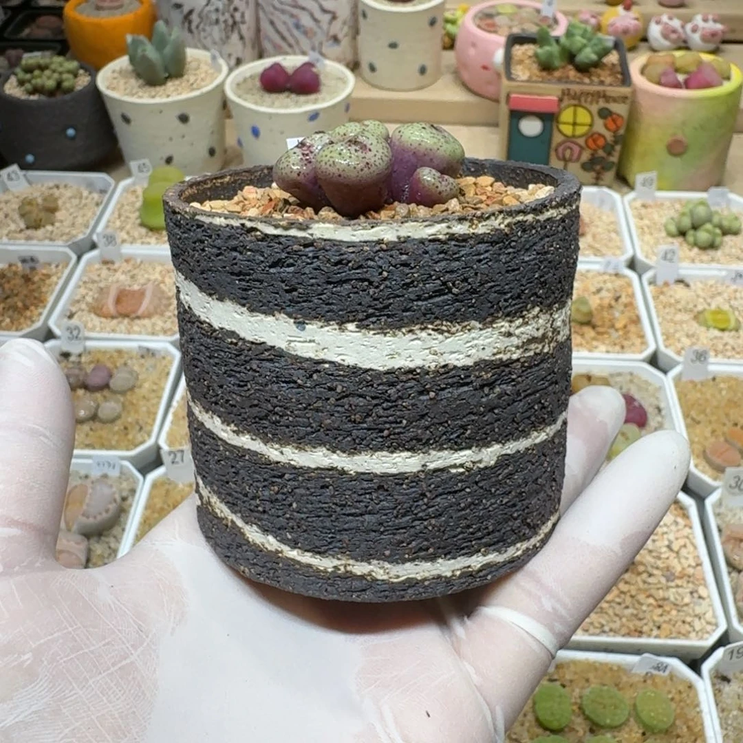 红陶煮**茶0218-06盆盆盆