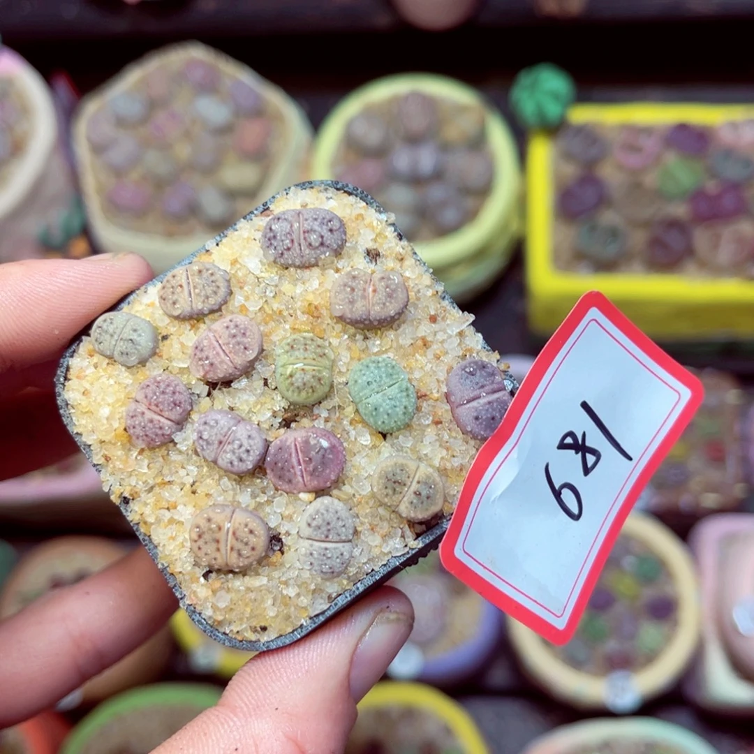 681生石花带盆发1