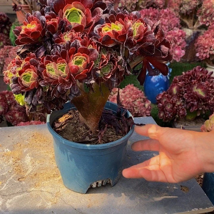 爱**猫欧紫缀化多肉1颗多肉