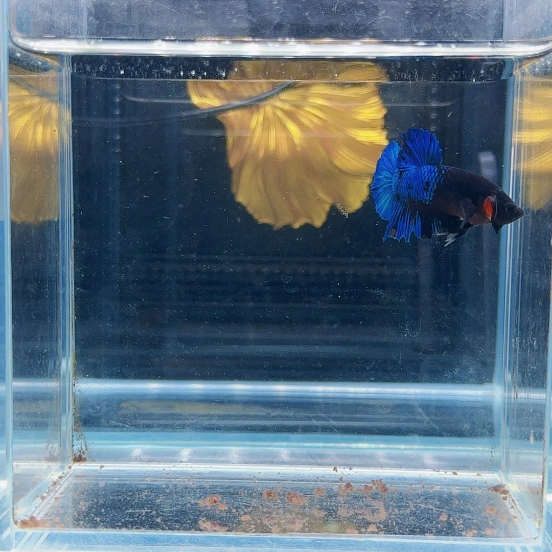 斗鱼活体观赏最好养耐活