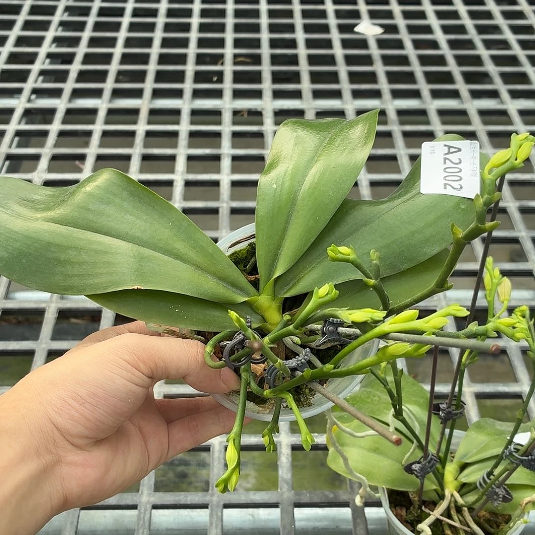 当前无花朵，栽培后可花朵A2002盈收三号四花剑花苞分叉