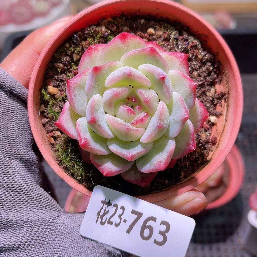 花23-763新品单头