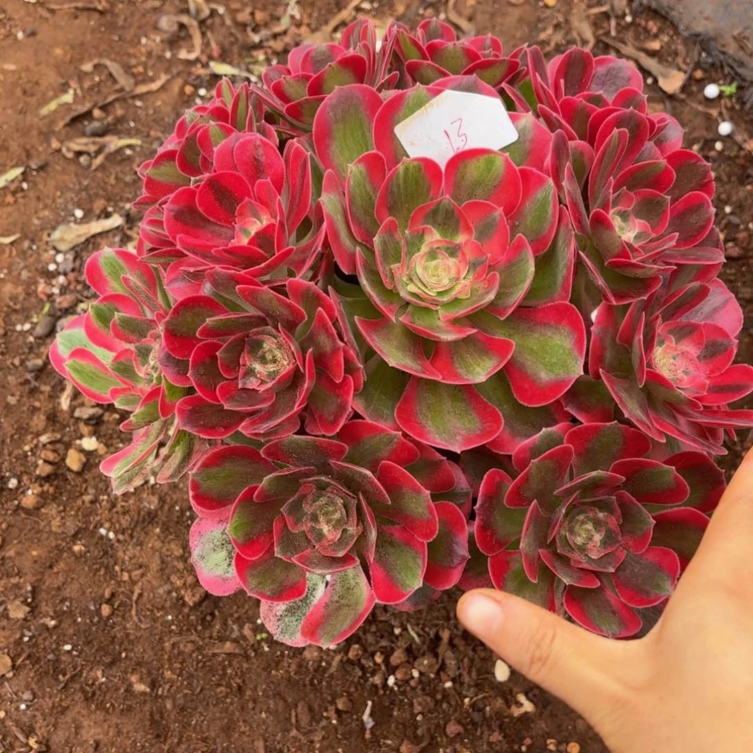 云南七彩石好看13号