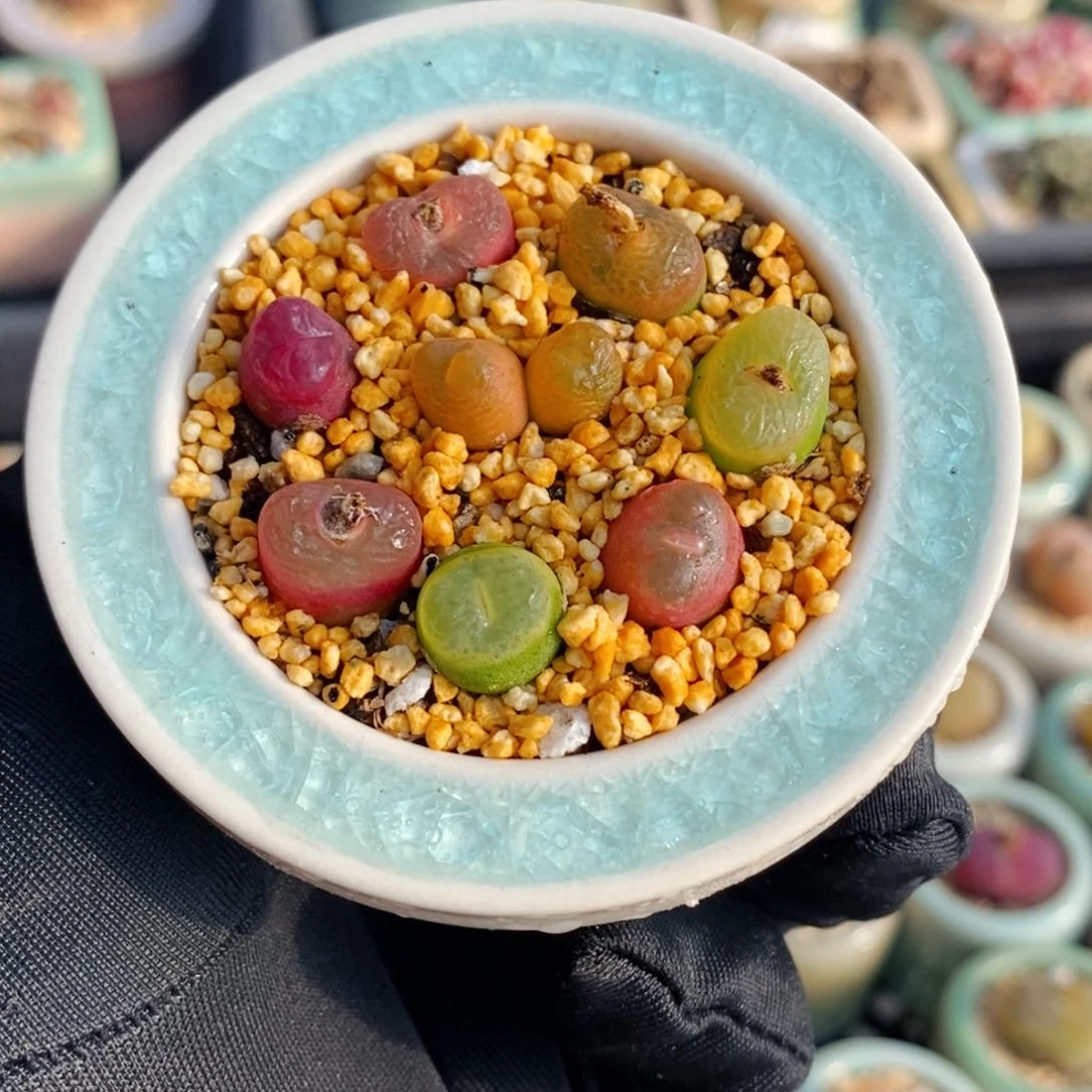 2503-一物一拍 带盆