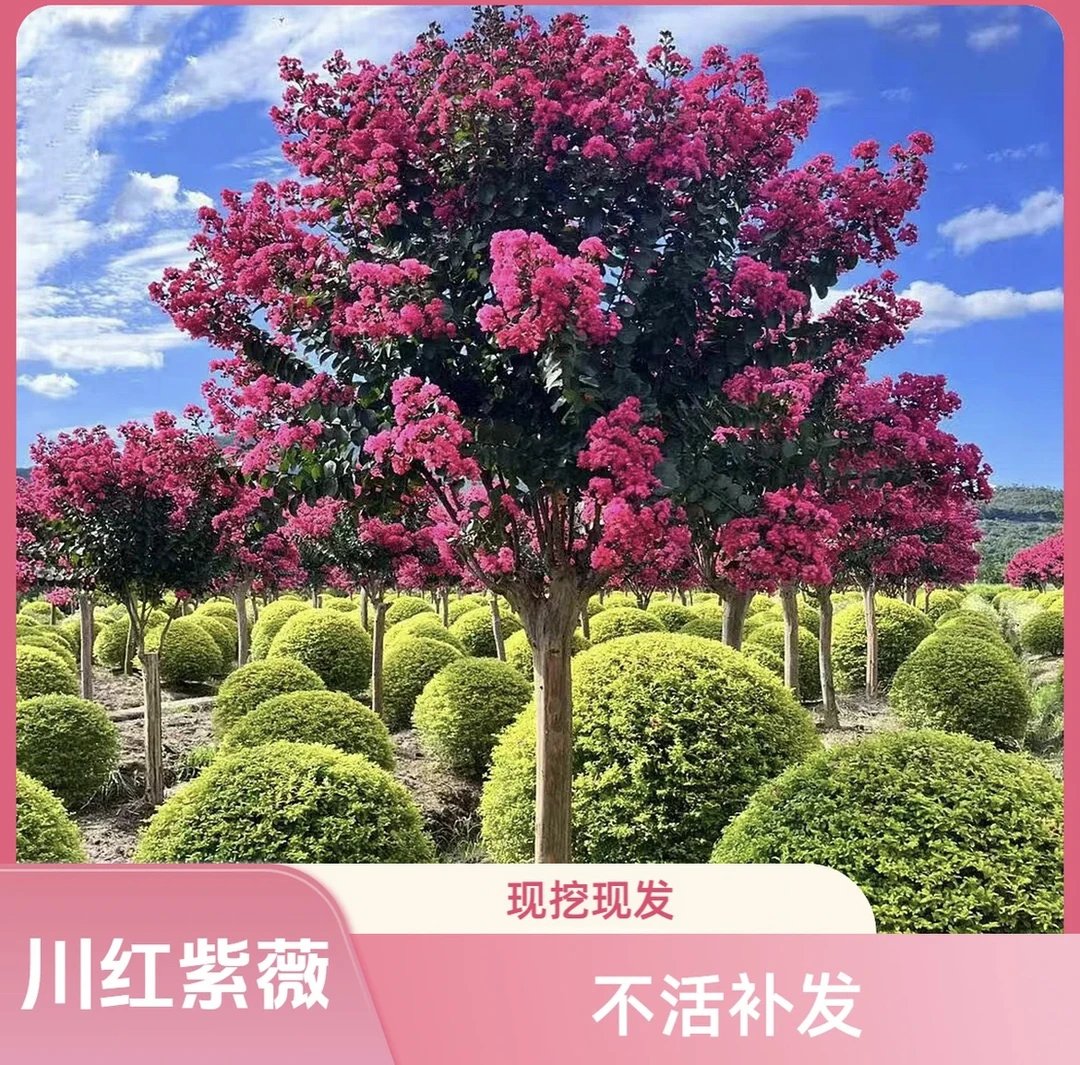 L紫薇花树苗庭院老桩花卉盆栽适合室内外种植可用于别墅绿化