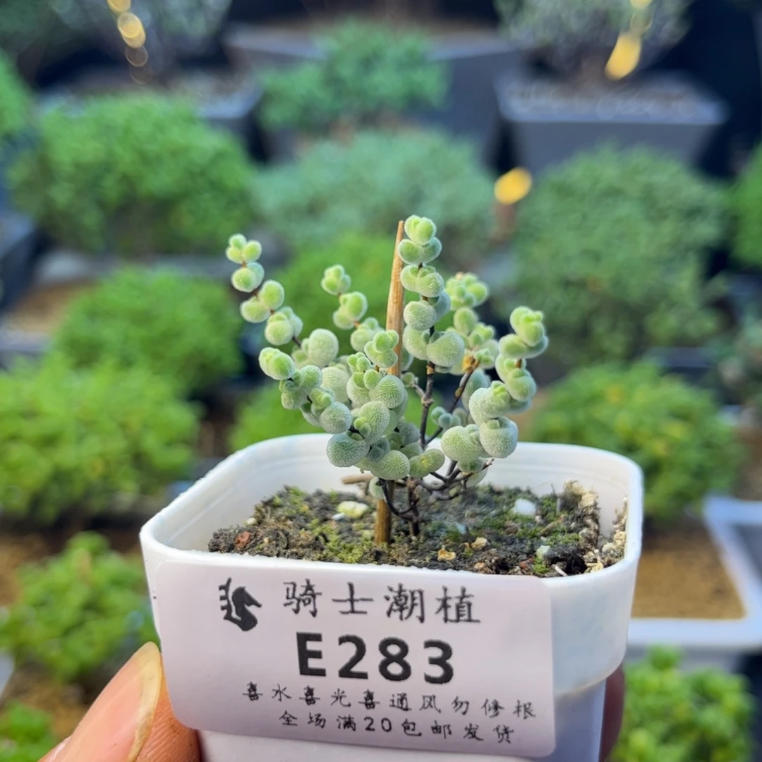 283实生优选白体莱斯