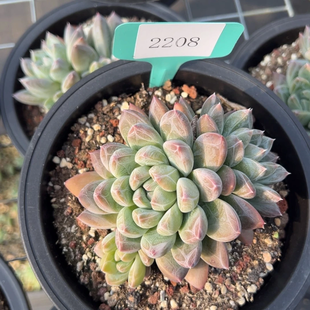 阿*2208多肉的的的饿