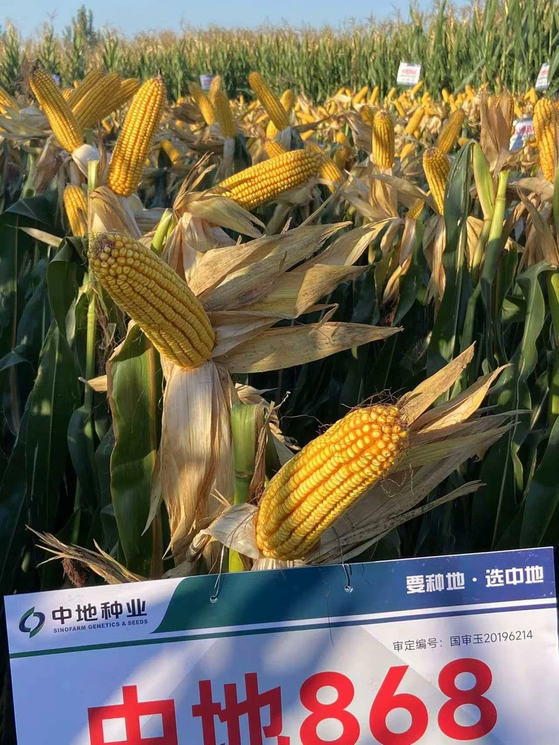 高产中地868玉米
