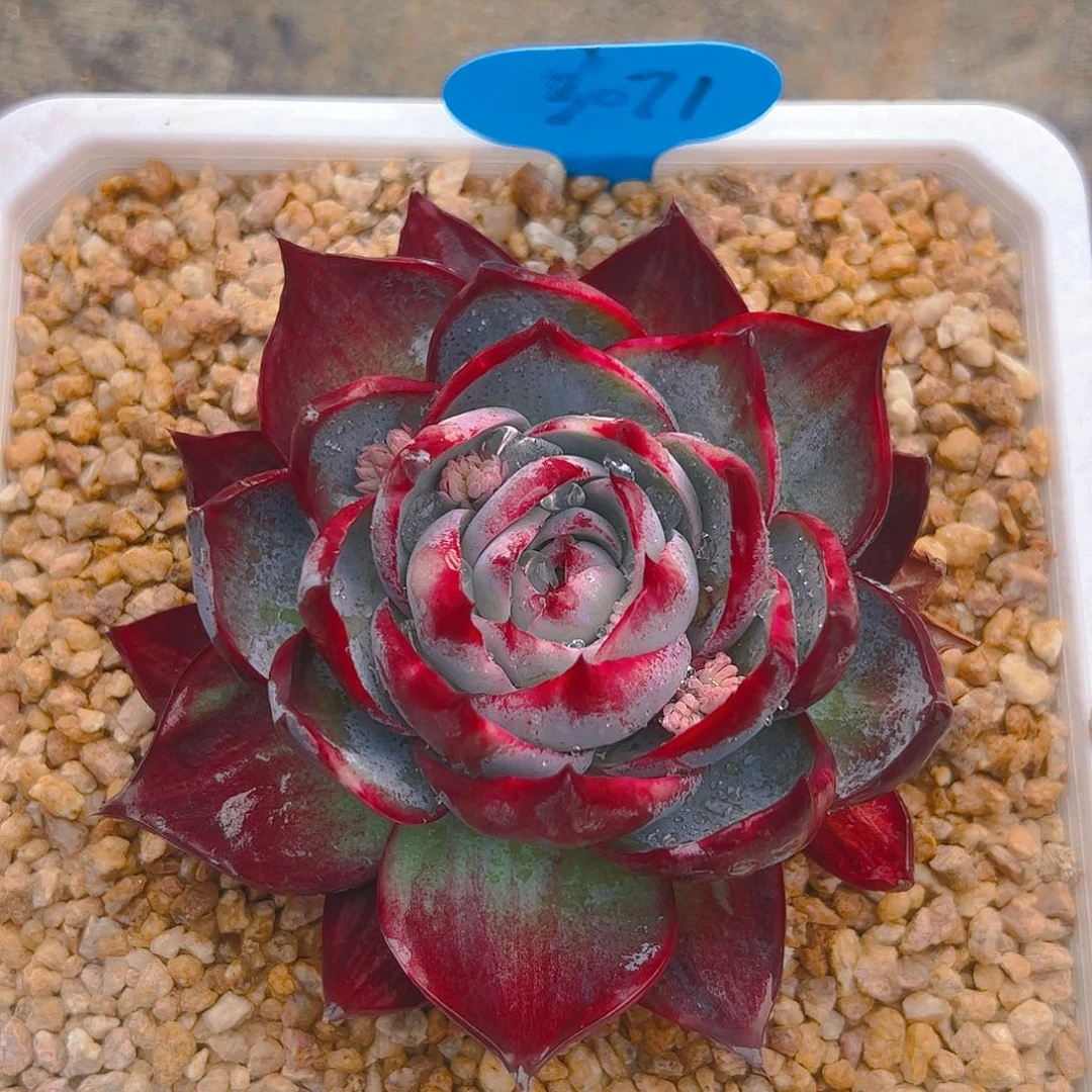 萌****饼惊鸿仙子一物一拍3071号