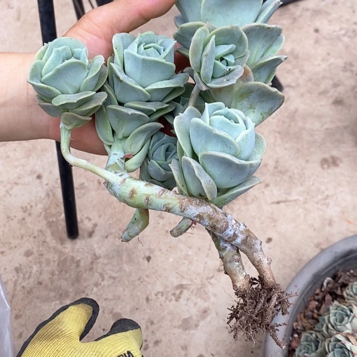 玻*猫小七夕多肉可爱玫瑰32