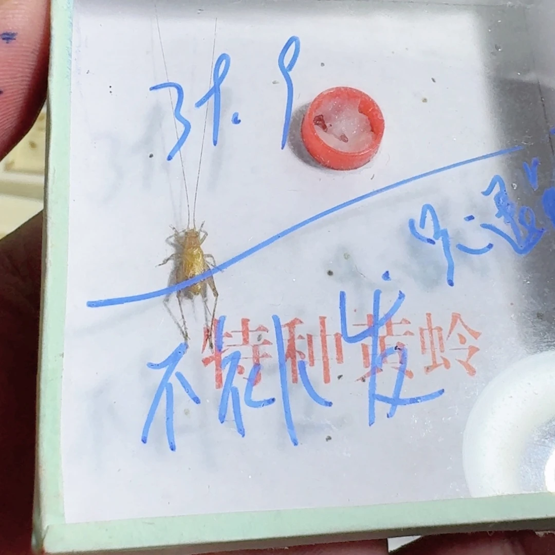水***陵蟋蟀蝈蝈你的电话怎么一直关机