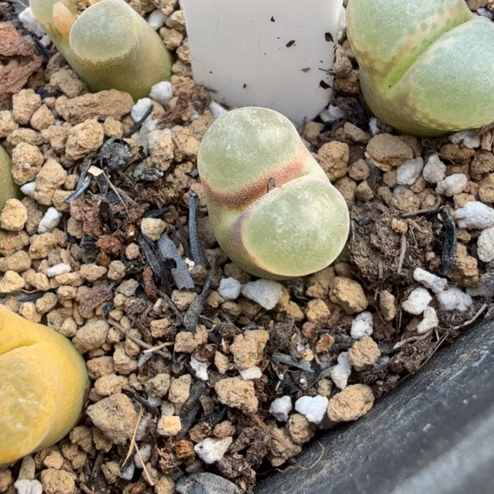 磁铁风铃玉肉锥植物391