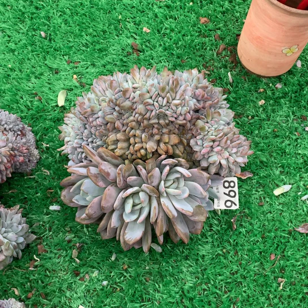 896橙子缀多肉植物
