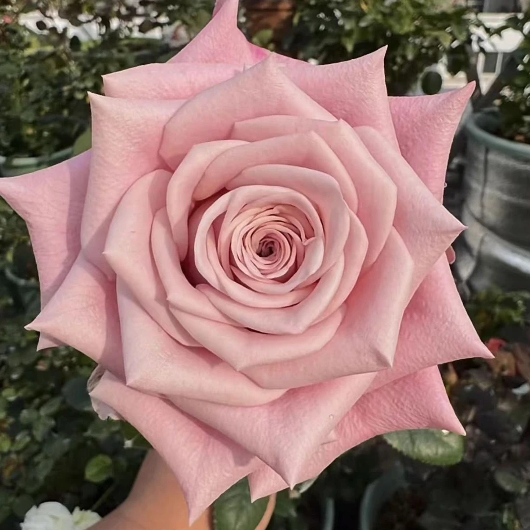 懂花帝超新品合集切花玫瑰庭院阳台盆栽根接月季小苗