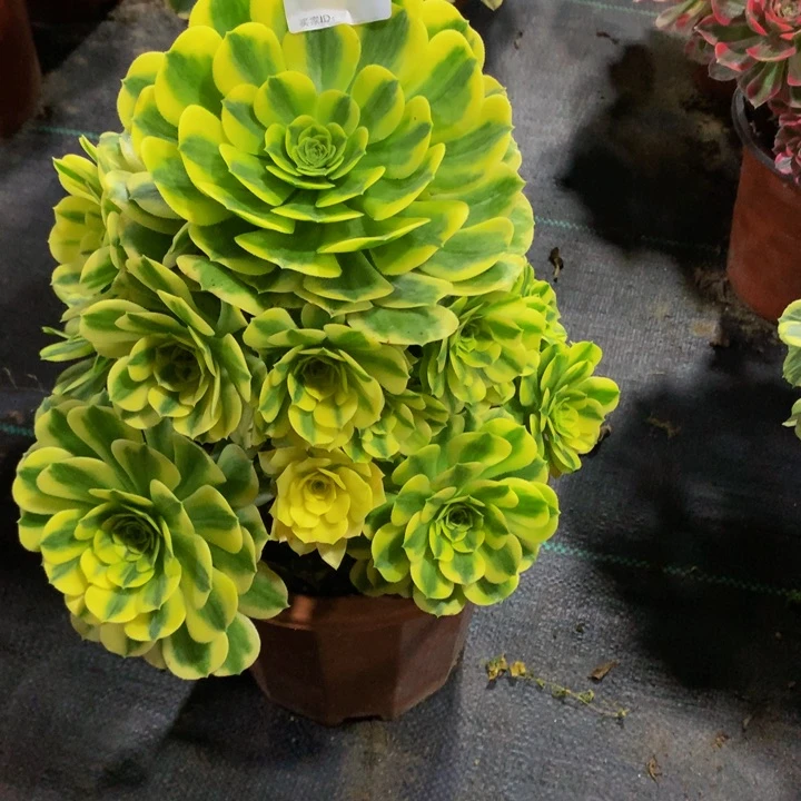 妖*迈巴赫2060000000000