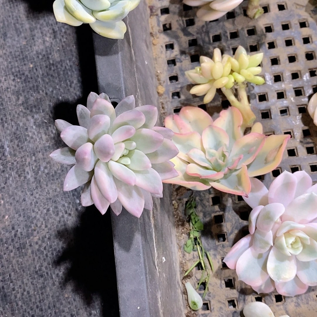 虞美人拉丝锦多肉植物