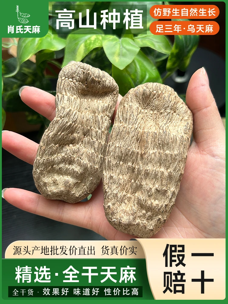 【乌天麻】云南昭通小草坝乌天麻正宗乌天麻仿野生新鲜干货可打粉