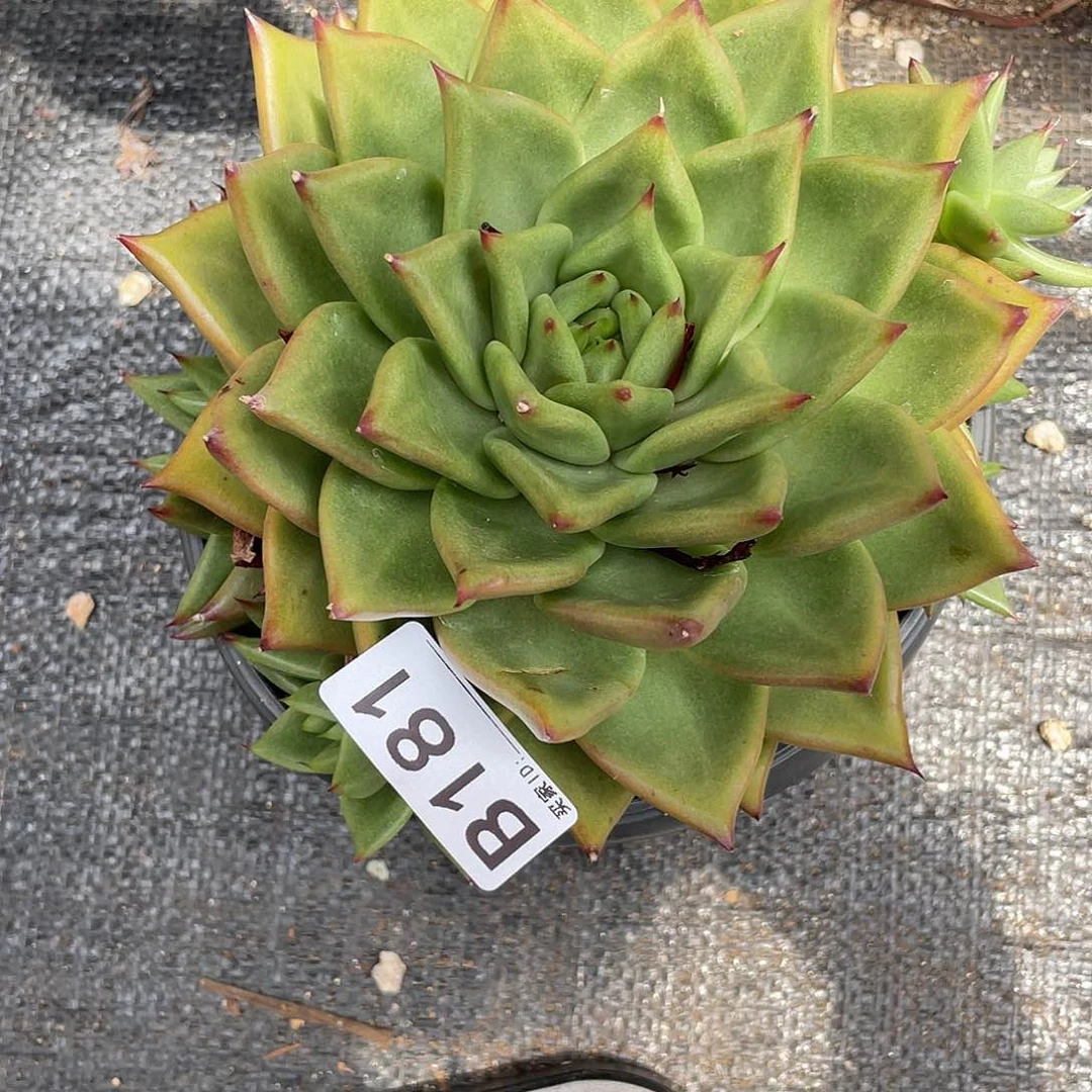若如东云单拍B181