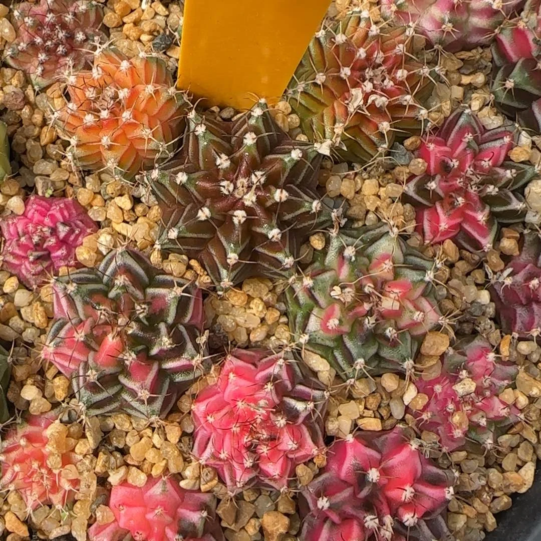 胖****235-1230泰国发货多肉