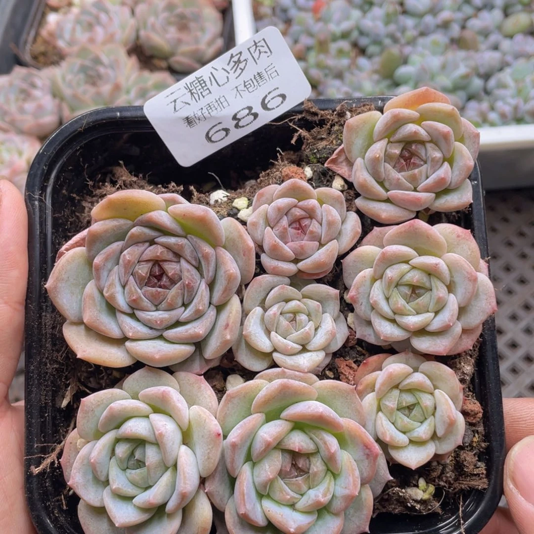 云糖心多肉植物686