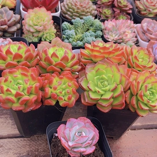 蒂亚群➕红灯笼➕克罗地亚玫瑰