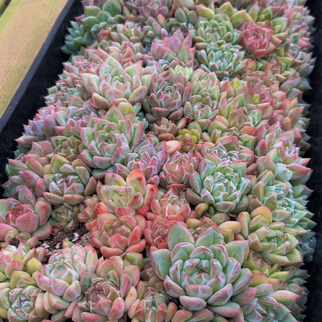 欧***萱447多肉葡萄的味道是真的
