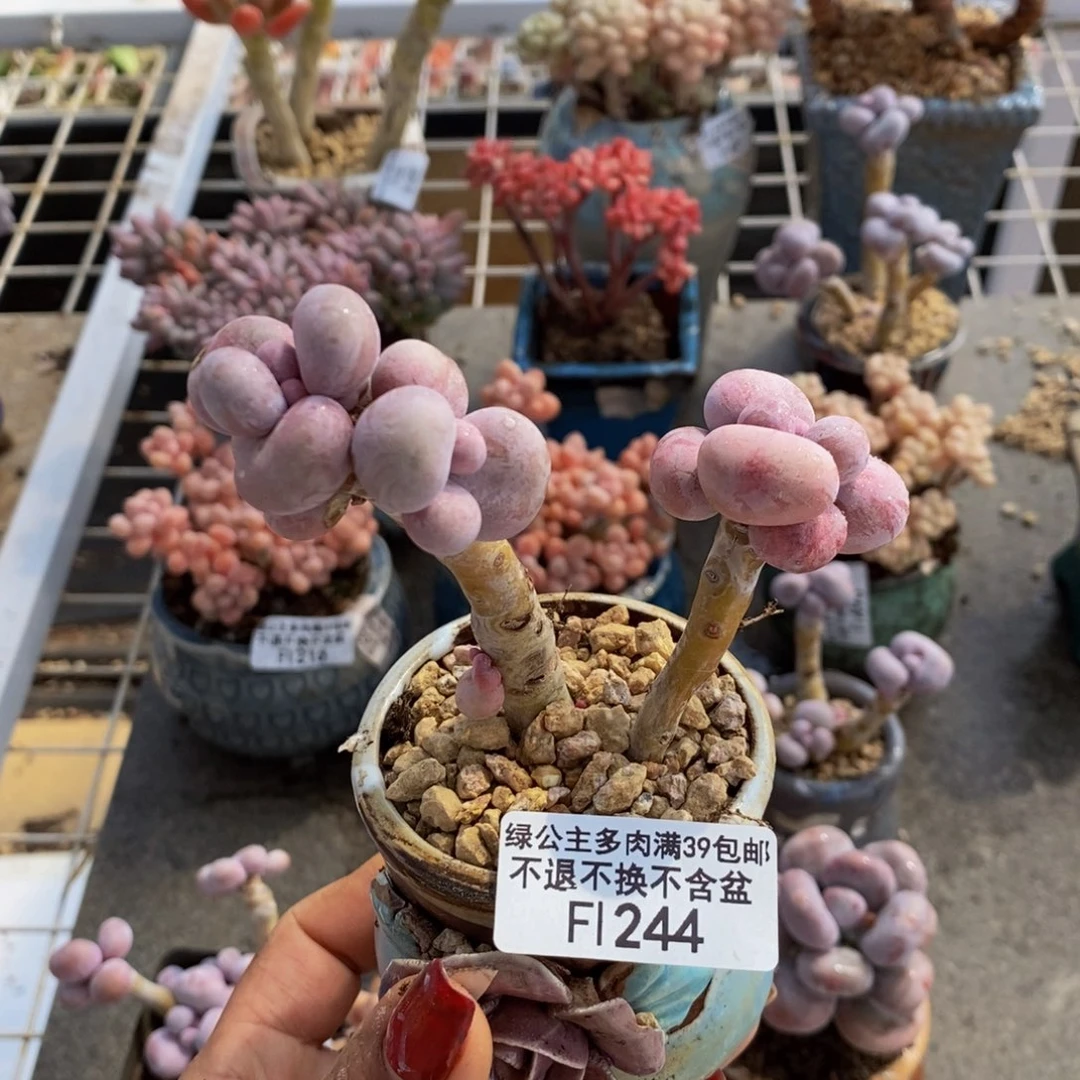 芭比奶酪244-8c m