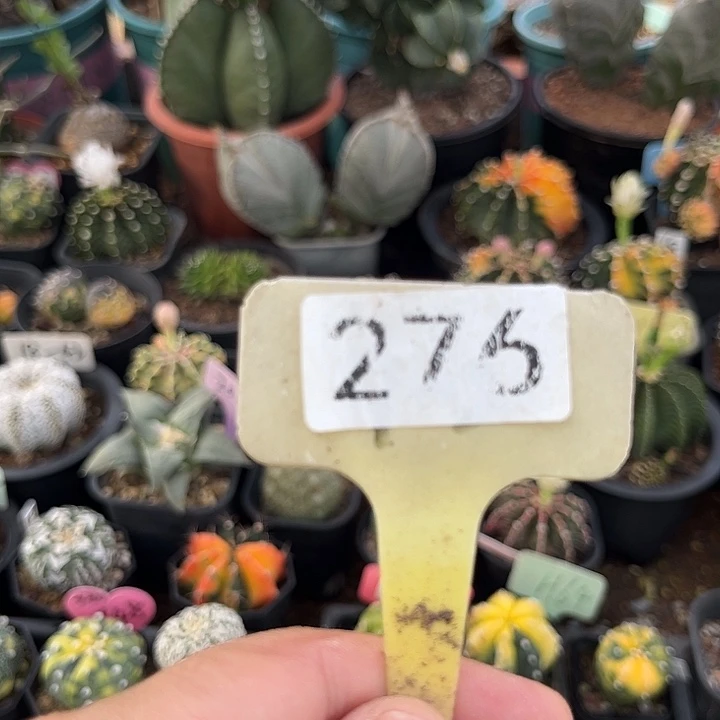 无花朵PS图网我下午也约有下午他嫌我