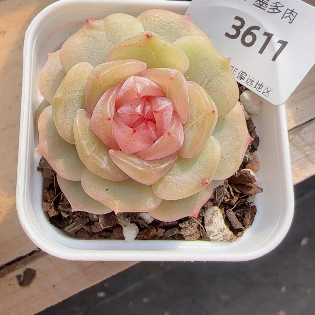 粉色恋人，3611多肉植物