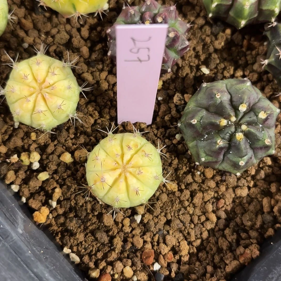 泰国米哈257-0204