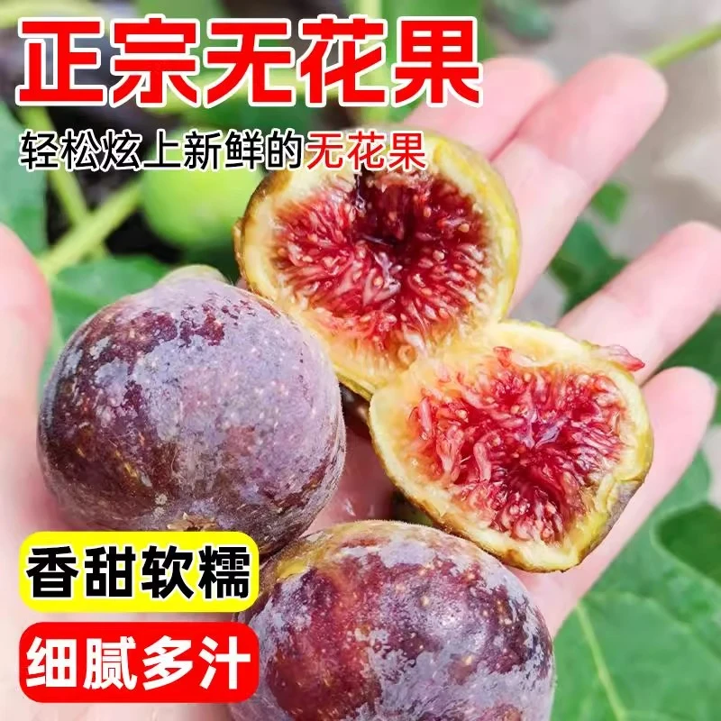 特大无花果苗树带土当年结果盆地栽南方北方庭院种植无花果树果苗