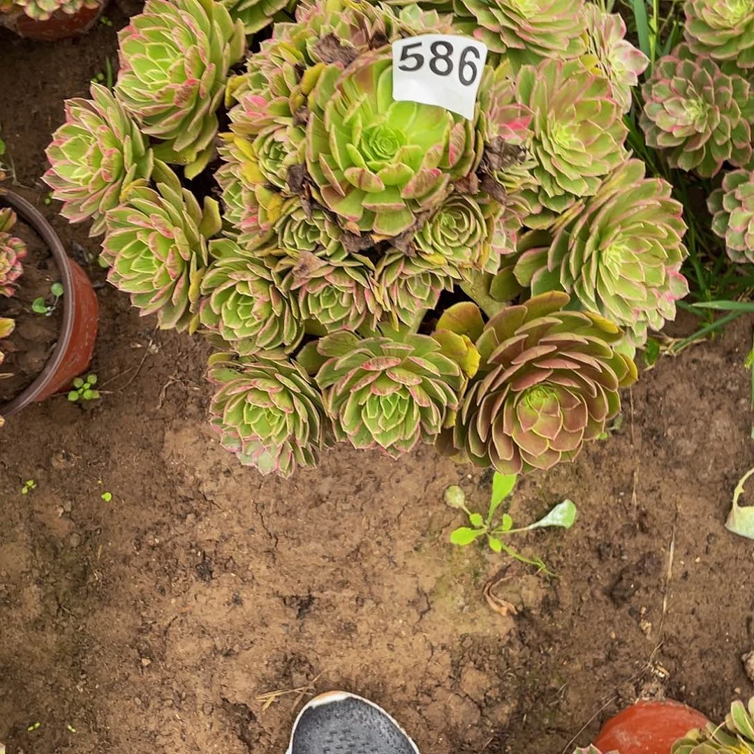 多肉法师586号莲花座发货不包损
