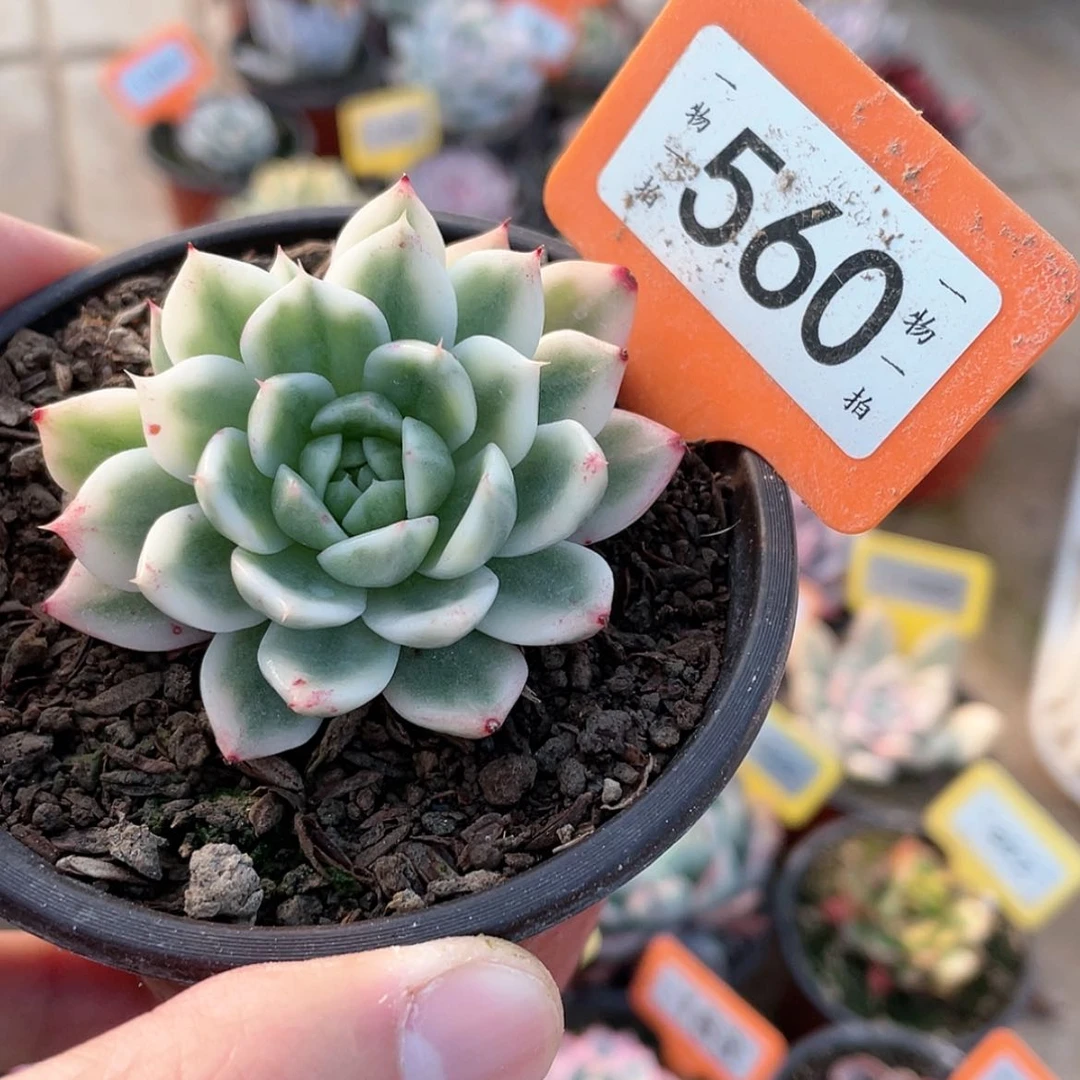 【闪购商品】560号