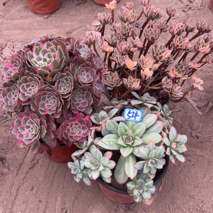 贝***贝524多肉植物组合，