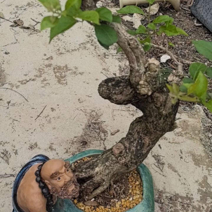 潇*三角梅一个土球的