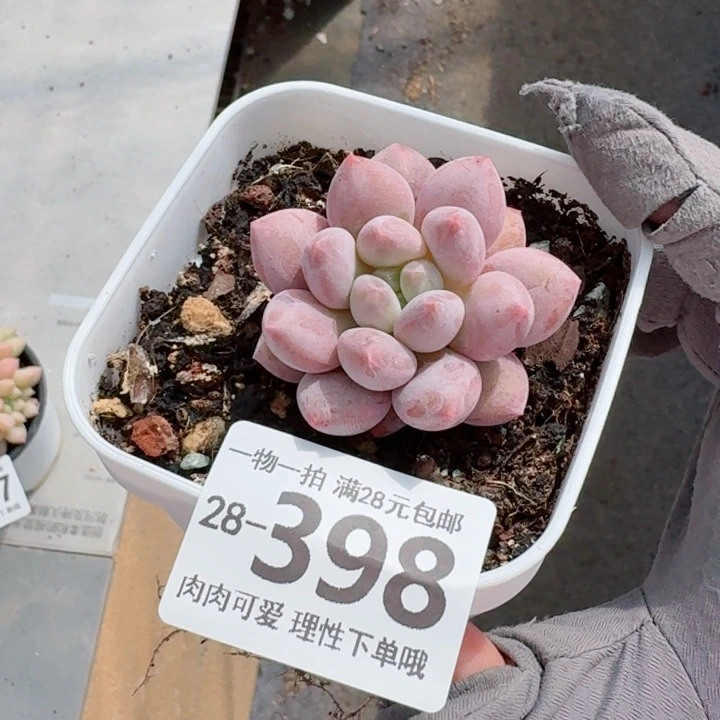 半夏多肉无盆土发货多肉多