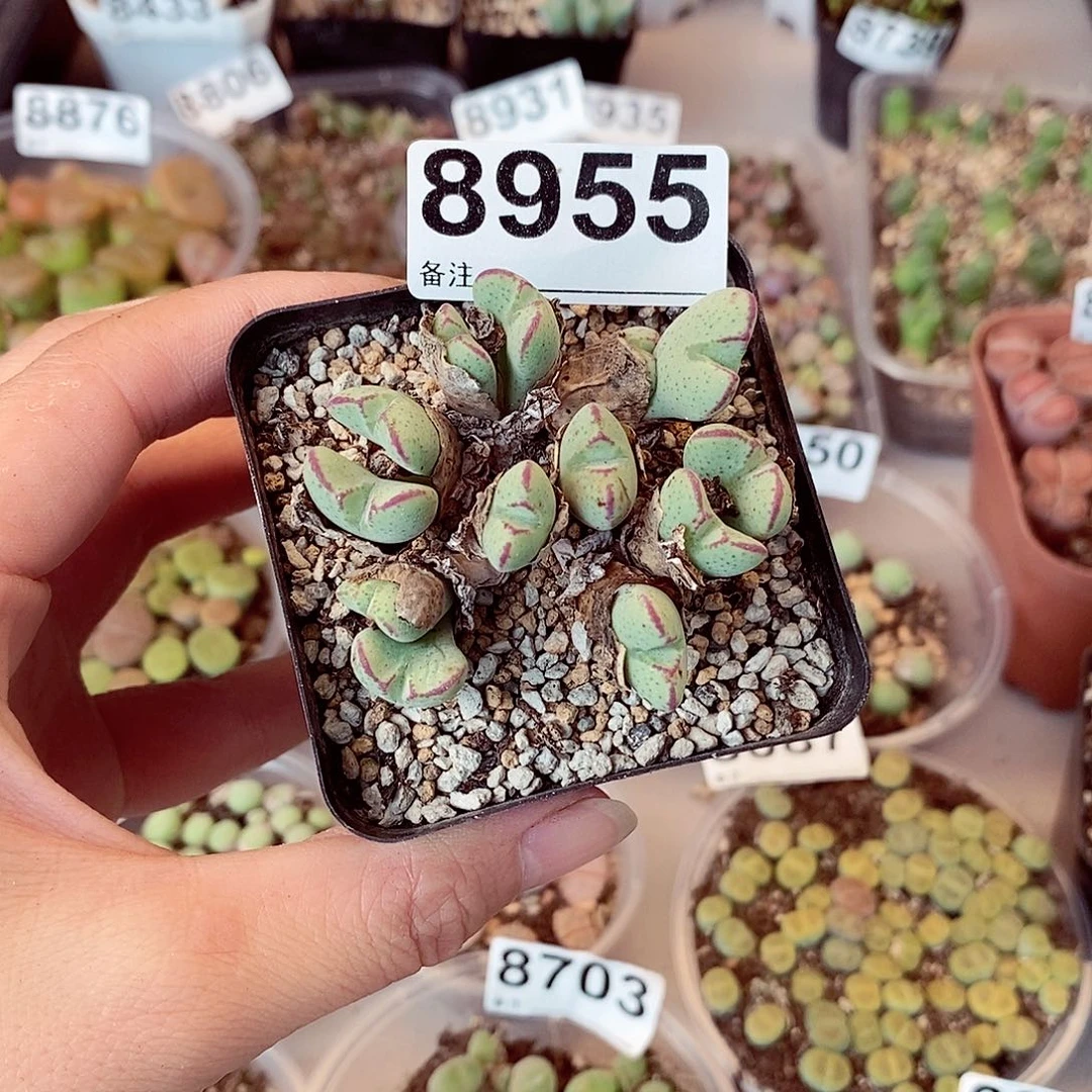 8955啦啦啦啦啦啦
